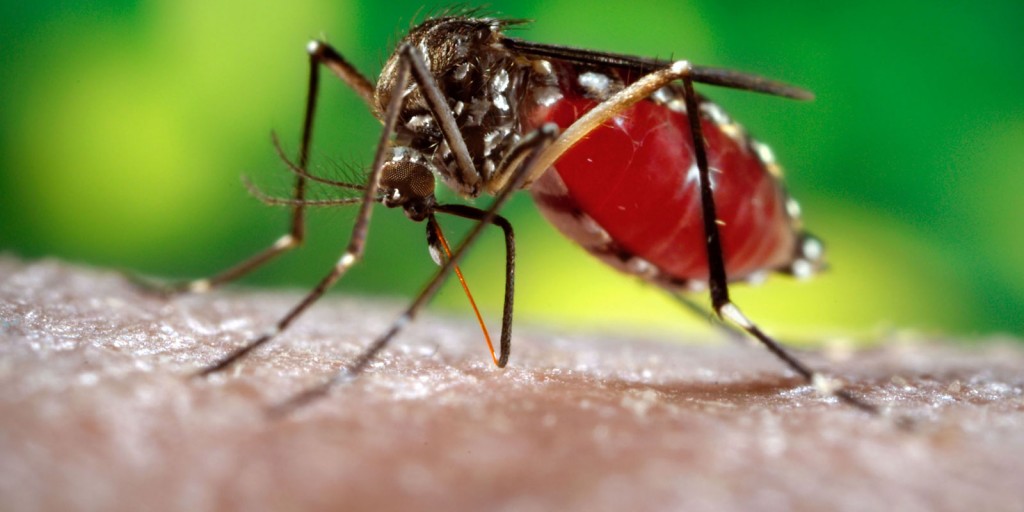 Aumento de casos de dengue